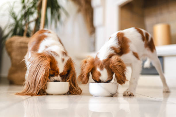 The Intricacies of Dog Breeding