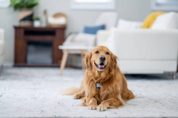 A Comprehensive Guide to Puppy